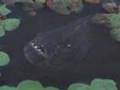 I I I Iguana