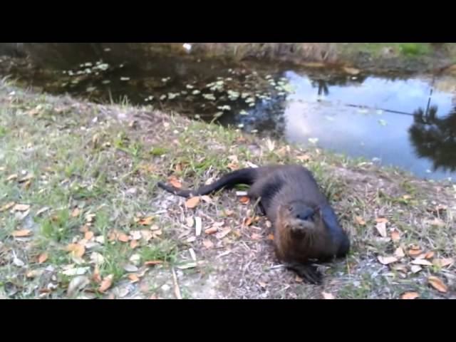 Супруги наблюдали за тем, что плавало в воде. Когда это существо вышло на берег – они были…