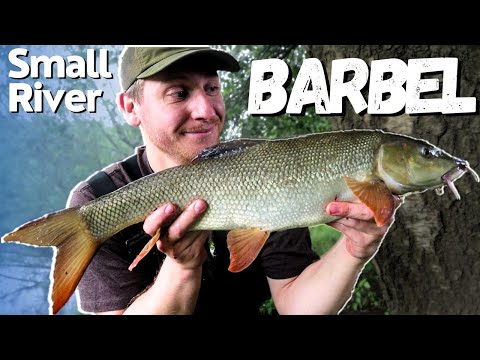 Barbel Fishing on a Small River