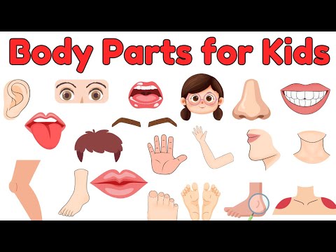 Body Parts Vocabulary for Kids | Learn Human Body Names with Pictures and Fun Facts! #bodypartsname