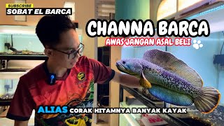 Download lagu AWAS JANGAN ASAL BELI IKAN CHANNA BARCA, LIHAT PERBEDAAN LOKALITYNYA, CIRI BAKAT GONDRONG mp3