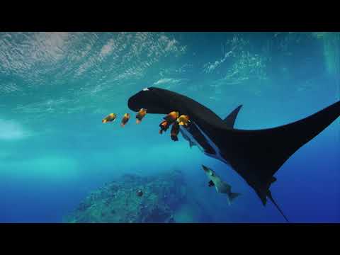 Secrets of the Sea - IMAX Trailer