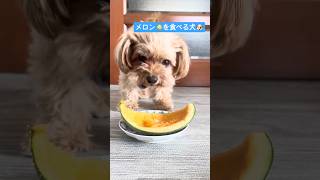 メロン🍈を食べる🐶のASMR🎙️ #チワプー #犬との暮らし