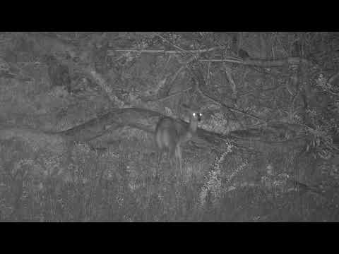 Djuma: Antelope-Duiker maybe - 03:43 - 10/25/20