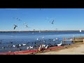 Feed The Ring Billed Gulls 3