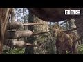 The vegetarian T-Rex | Planet Dinosaur - BBC