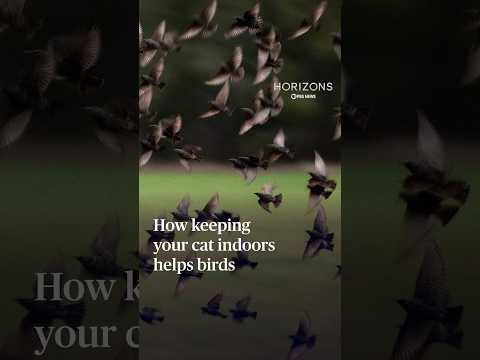 How keeping your cat indoors helps birds