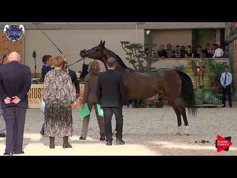 N 66 WIEZA MOCY   European Championship 2019   7 9 Years Old Mares Class 7