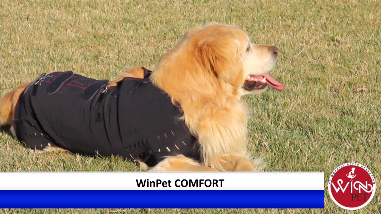 WinPet Comfort