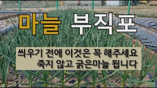 마늘 부직포 씌우기 전에 이것은 꼭 해주세요 죽지 않고 굵은 마늘 됩니다. #마늘 부직포 #마늘 뿌리 발근제…