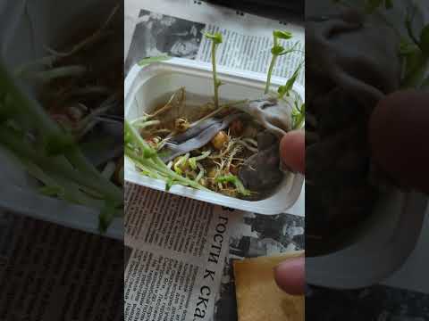 Выращивание гороха с помощью гидропоники. #Гидропоника #Shorts #Эксперимент #Hydroponics