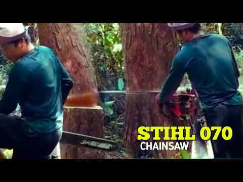 BUKAN SKILL BIASA II STIHL 070 CHAINSAW MENEBANG POHON