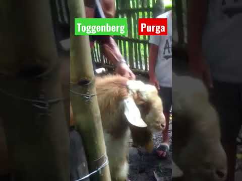 , title : 'Purga ng Sigang Toggenberg #vet #veterinarian #animal #goat #deworming'