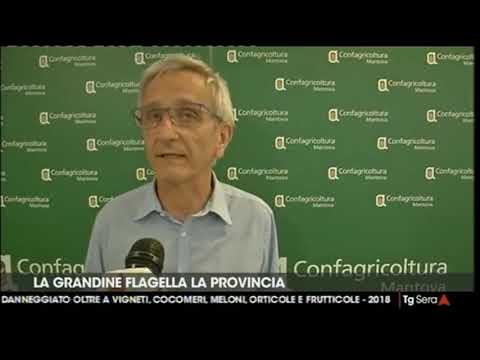 Tg Telemantova - La grandine non risparmia le aziende agricole mantovane