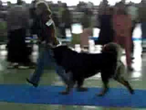 Italy, 75th International Show