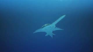 The Life of a Sawfish: Daily Planet
