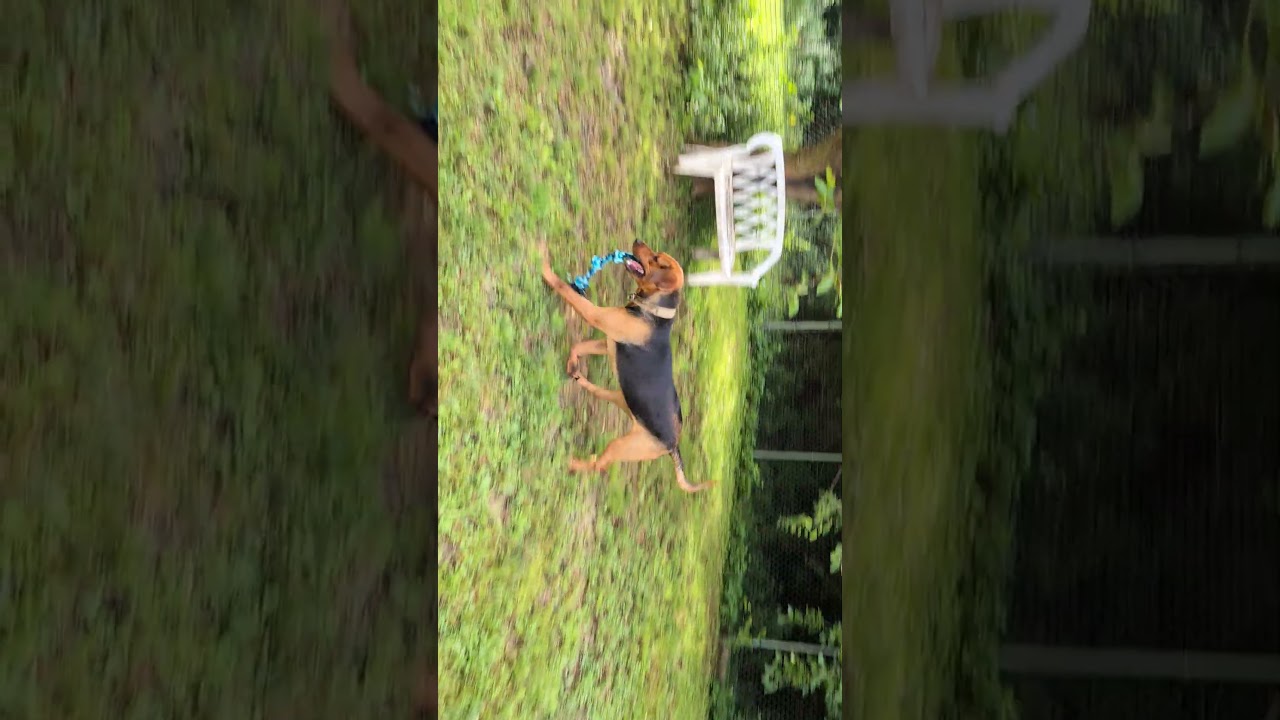 Levi, an adoptable mixed breed in Carthage, IL video 6/6