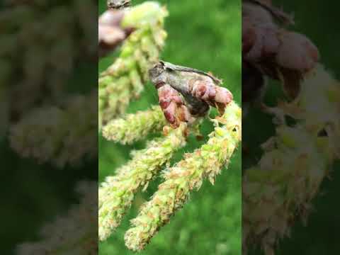 ホワイトポプラ 植物