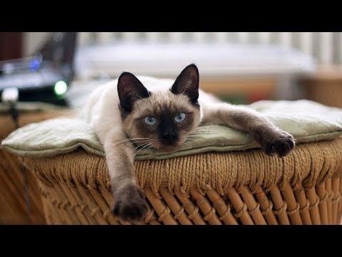 How to Care for Siamese Kittens - Entertaining Siamese Kittens