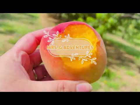 [4K] VERY FRESH & CRISPY PEACH “Prunus Persica” || N.J Peach Season 71423 @mrs.gadventuresGLEE2405