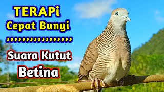 Download lagu Suara Burung Perkutut Lokal Betina Memanggil Jantan Super Ampuh mp3 Download lagu Suara Burung Perkutut Lokal Betina Memanggil Jantan Super Ampuh mp3