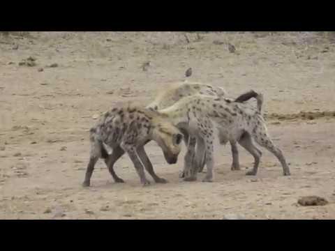 Spotted Hyenas - strange behaviour at waterhole