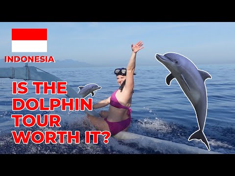 Dolphin Tour in LOVINA, Bali -- What to Know Before You Go