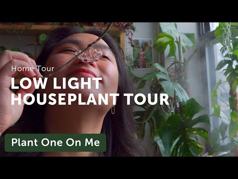 LOW LIGHT HOUSEPLANT Home Tour — Ep. 217