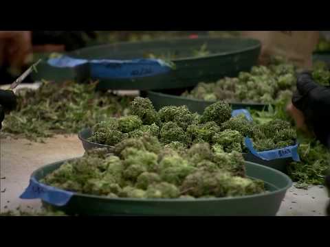 NYC Marijuana Decriminalization