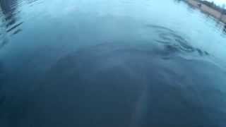 preview picture of video 'Tracer SJ4000 sport camera - underwater test (2) - early evening spring ( Poland)'