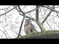 Eurasian Eagle Owl Bubo Bubo Oehoe Eurasischer Uhu