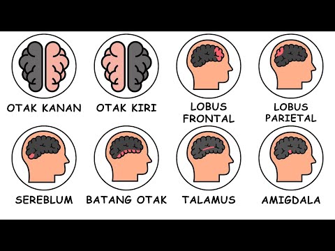 Seluruh Bagian Otak Dijelaskan Dalam 10 Menit !