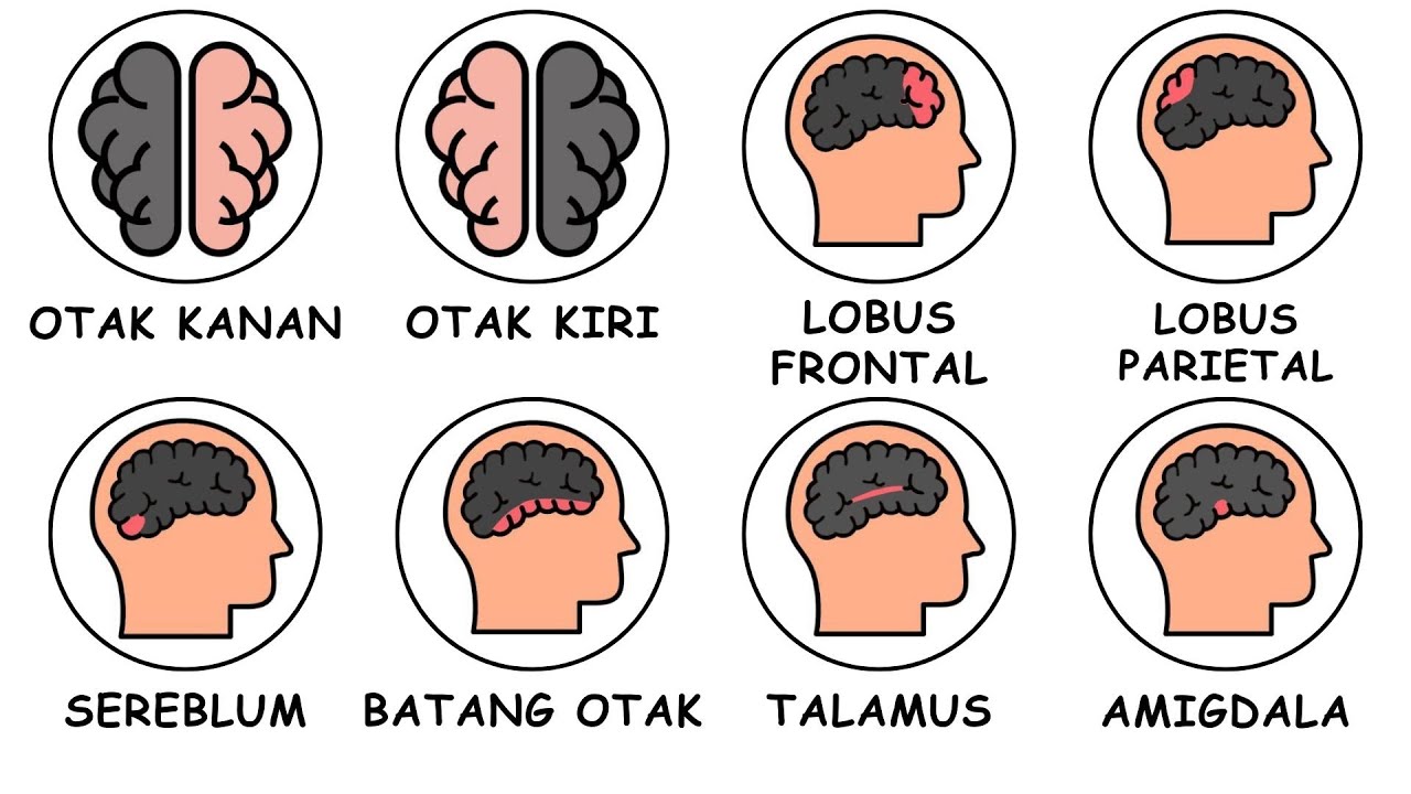 Seluruh Bagian Otak Dijelaskan Dalam 10 Menit !