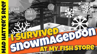 I Survived Snowmageddon 2022 at my Fish Store