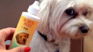 How to groom dog with tear staining