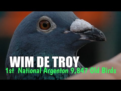 WIM DE TROY - GREAT MIDDLE DISTANCE KBDB CHAMPION