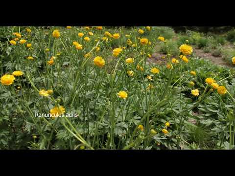 Roy Makes Some Adjustments To The Northwind Garden  Ep. #43