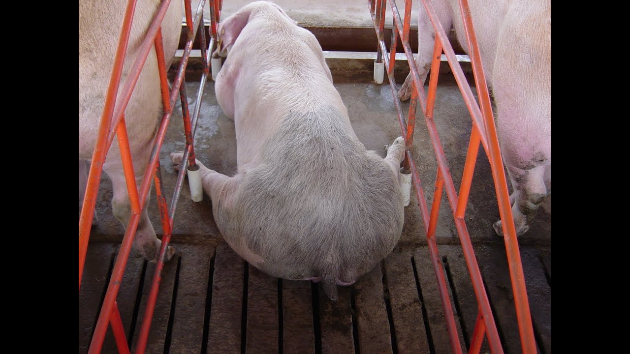 Eutanásia na Medicina Veterinária