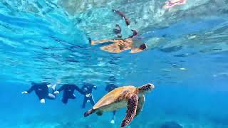 ネイティブシー奄美(Native Sea AMAMI)