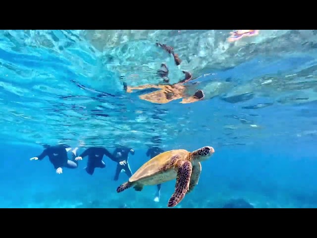 ネイティブシー奄美(Native Sea AMAMI)