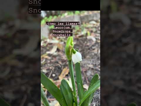 La primavera está llegando!!! Estos son Leucojum o Snowdrops #jardinería #plantas #flores