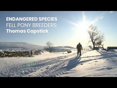 Endangered Species: Conversation with Fell Pony Breeder Thomas Capstick