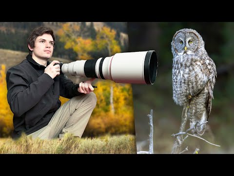 Ich habe den Herbst damit verbracht, Wildtiere in Yellowstone zu fotografieren.