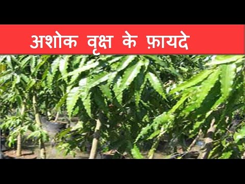 download lagu mp3 mp4 Ashoka Tree Leaves, download lagu Ashoka Tree Leaves gratis, unduh video klip Ashoka Tree Leaves
