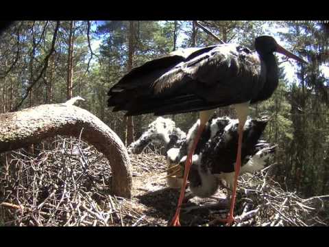 Estonian Black Storks ~ A small breakfast from Karl, 2016 06 23 10:33