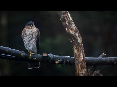 Sparrow hawk hunting in our garden