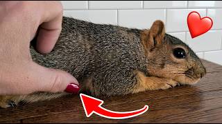 Esquilo Grávida Sabe a Quem Pedir Ajuda (EMOCIONANTE)