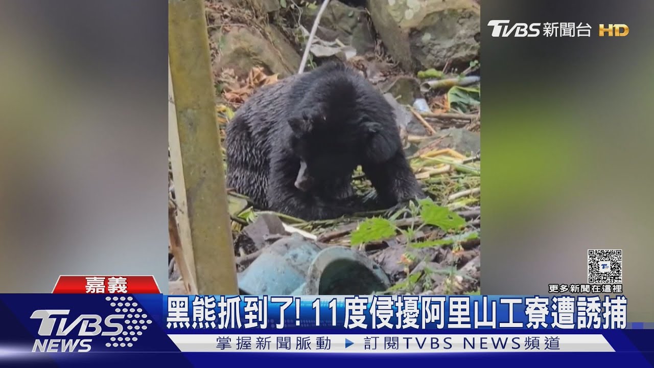 阿里山黑熊闖11工寮! 123公斤成熊誘捕成功 野放深山