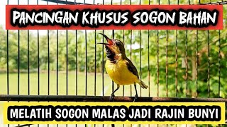 Download lagu SOGON TROTOL NON DOPING‼️PANCINGAN SOGON IJOAN /SOGON TROTOL AGAR CEPAT BUNYI DAN NAIK BIRAHI mp3