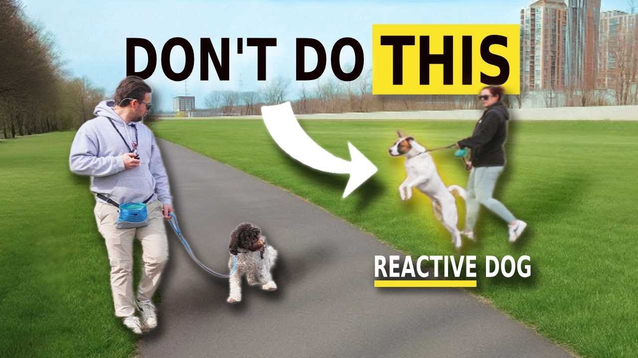 How You Make Your Dog Reactive - How To Avoid It